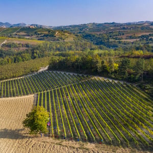 VENDEMMIA con CASCINA CORTE