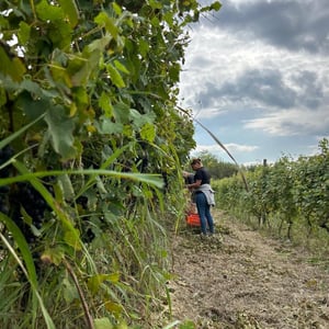 Vendemmia di Freisa da Cà del Prete!