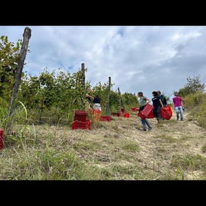 Vendemmia di Freisa!