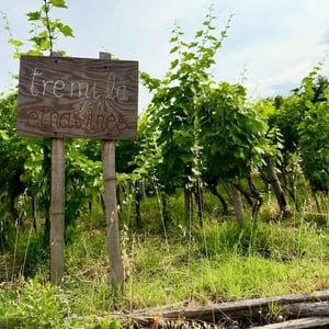 Vendemmia sull'Etna da Tre. Mi. La.