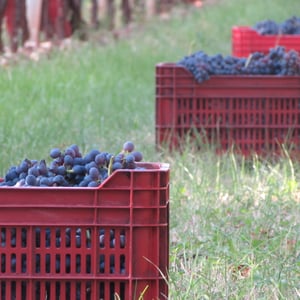 Vendemmia in Valpolicella Classica!