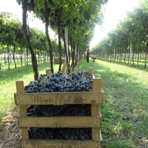Vendemmia in Valpolicella Classica!