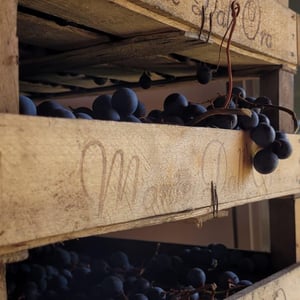 Vendemmia in Valpolicella Classica!