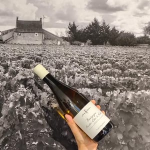 Bourgogne Hautes Côtesde Nuits Blanc - Jérémy Recchione - Jérémy Recchione -2021