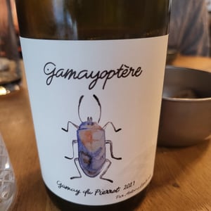 Gamayoptère - Antoine Lienhardt - antoine-lienhardt
