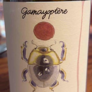 Gamayoptère - Antoine Lienhardt - antoine-lienhardt