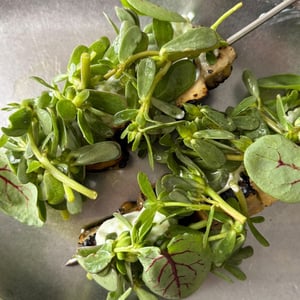 Melanzane, Yogurt, Portulaca - Ojdå - 1370489