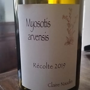 Myosotis Arvensis - Domaine Henri Naudin-Ferrand - Claire Naudin 