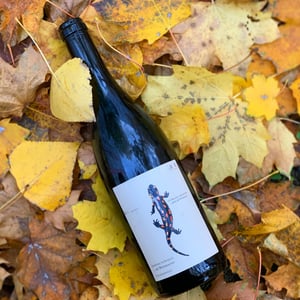 Salamander - Morillon - Weingut Andreas & Elisabeth Tscheppe - andreas-elisabeth-tscheppe