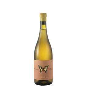 MACHAON COLLI APRUTINI PECORINO IGP ANFORA - Ausonia - simone-binelli -2023