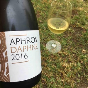 Aphros Daphne 2016