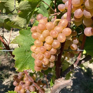 Arianna - Cascina Isabella - gabriele-athos-calvo -2022