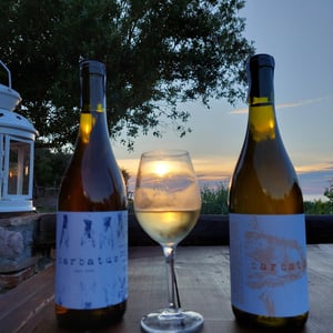 Barbatus Vermentino - Barbatus - marco-giordano-alessandro-acinelli-christoph-fischer -2022