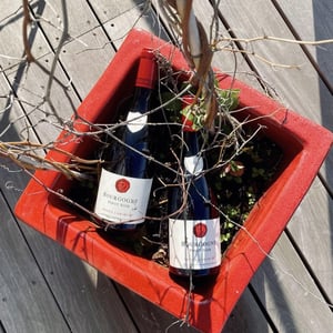 Bourgogne Pinot noir - Domaine Nicole Lamarche - nicole-lamarche
