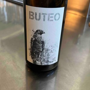 Buteo - Sol - michael-gindl