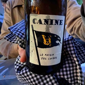 Canine (le raisin des chiens) - Le Batossay - Baptiste Cousin 