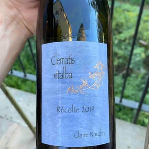 Clematis Vitalba - Domaine Henri Naudin-Ferrand - claire-naudin