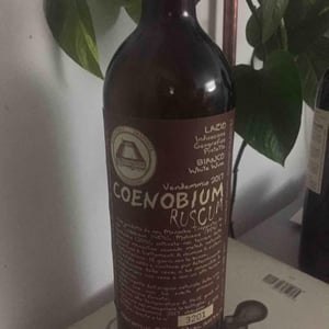 Coenobium Ruscum 2017