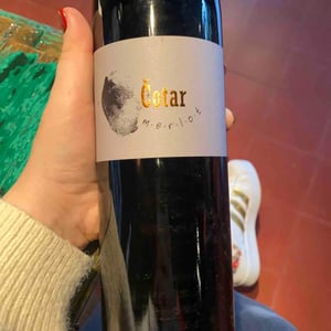 Merlot - Čotar - Branko & Vasja Čotar 