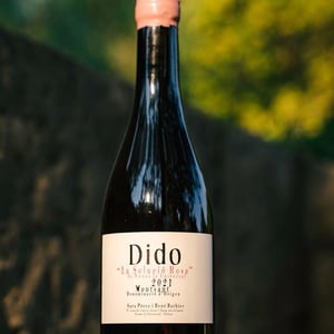 Dido Rosa - VenusLa Universal - sara-perez-rene-bouvier