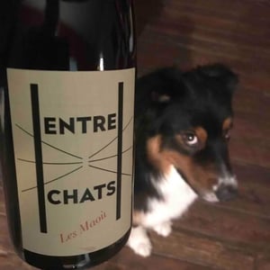 Les Maoù - Aurélie & Vincent Garreta - Entre Chats