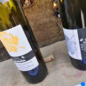 Foglia Arancio - Azienda Agricola Case Vecchie - paolo-ferri