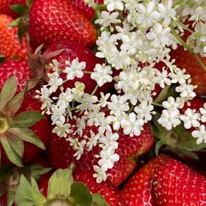 Fraises Chantilly - Les Jardins de la Briquette - 778190