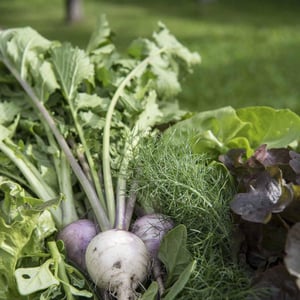 Fresh Veggies From Our Garden - Vinzenz - zum feinen Wein - 665200