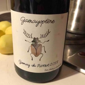 Gamayoptère - Antoine Lienhardt - antoine-lienhardt