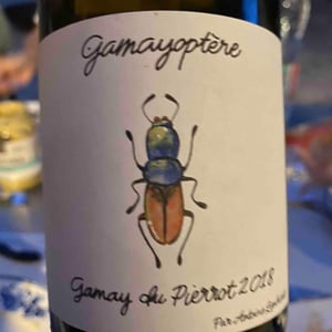 Antoine Lienhardt - Antoine Lienhardt - Gamayoptère