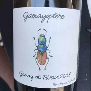 Gamayoptère - Antoine Lienhardt - antoine-lienhardt