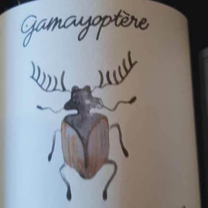Gamayoptère - Antoine Lienhardt - Antoine Lienhardt