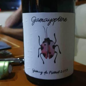 Gamayoptère - Antoine Lienhardt - antoine-lienhardt