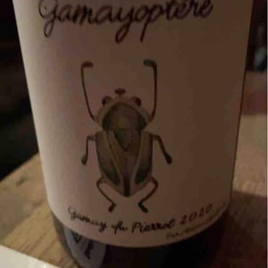 Gamayoptère - Antoine Lienhardt - Antoine Lienhardt 