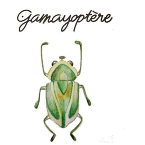 Gamayoptère - Antoine Lienhardt - antoine-lienhardt