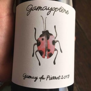 Gamayoptère - Antoine Lienhardt - antoine-lienhardt
