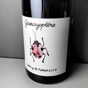 Gamayoptère - Antoine Lienhardt - antoine-lienhardt
