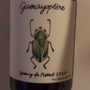Antoine Lienhardt - Antoine Lienhardt - Gamayoptère
