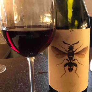 Il Sangiovese - AZIENDA AGRICOLA NOELIA RICCI - Marco Cirese