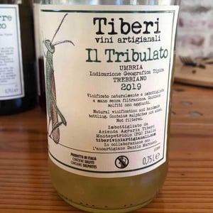 Il Tribulato 2019