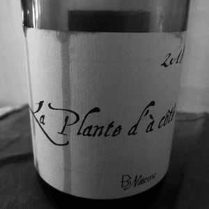 La Plante - Domaine Henri Naudin-Ferrand - Claire Naudin 