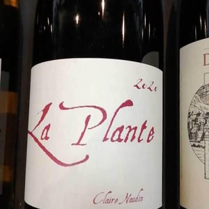La Plante - Domaine Henri Naudin-Ferrand - claire-naudin