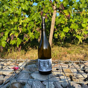 La Vigne Du Clou - Alexandre Jouveaux - alexandre-jouveaux