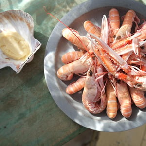 Langoustines Du Guilvinec - Kalypso - 780050
