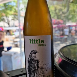 Little Buteo - Sol - michael-gindl
