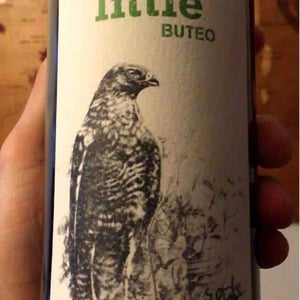 Little Buteo - Sol - michael-gindl