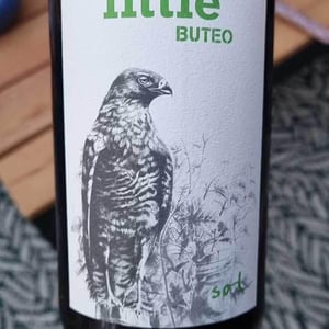 Little Buteo - Sol - Michael Gindl 