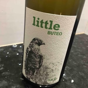 Little Buteo - Sol - michael-gindl