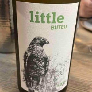 Little Buteo - Sol - Michael Gindl 