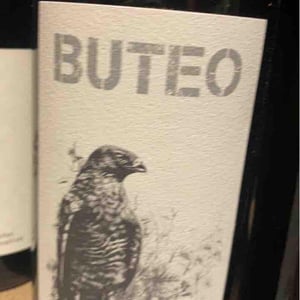 Little Buteo - Sol - Michael Gindl